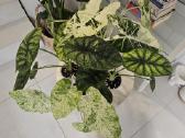Alocasia Frydek, Batik, Dragon Scale Mint - nuotraukos Nr. 2