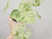 Alocasia Frydek, Batik, Dragon Scale Mint - nuotraukos Nr. 10