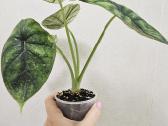 Alocasia Frydek, Batik, Dragon Scale Mint - nuotraukos Nr. 6