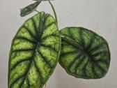 Alocasia Frydek, Batik, Dragon Scale Mint - nuotraukos Nr. 7