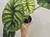 Alocasia Frydek, Batik, Dragon Scale Mint - nuotraukos Nr. 8