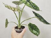 Alocasia Frydek, Batik, Dragon Scale Mint - nuotraukos Nr. 9