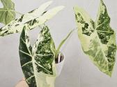 Alocasia Frydek, Batik, Dragon Scale Mint - nuotraukos Nr. 3