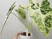 Alocasia Frydek, Batik, Dragon Scale Mint - nuotraukos Nr. 5