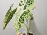 Alocasia Frydek, Batik, Dragon Scale Mint - nuotraukos Nr. 4