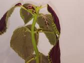 Margenis su bordo spalvos lapais, 39 cm - nuotraukos Nr. 3