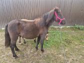 Pony klasės arkliukai - nuotraukos Nr. 3