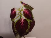 Margenis su bordo spalvos lapais, 39 cm - nuotraukos Nr. 4