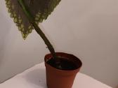 Margenis su bordo spalvos lapais, 39 cm - nuotraukos Nr. 5