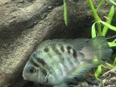 Akvariumo žuvis - nuotraukos Nr. 2