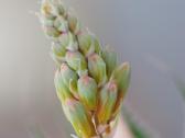 Sigma Dg 70-300mm f4-5.6 Macro (1:4), Pentax Pk, - nuotraukos Nr. 6