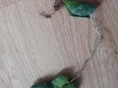 Hoya imbricata - nuotraukos Nr. 2