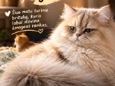Golden Britukai iš Amber Villard Cattery - nuotraukos Nr. 6