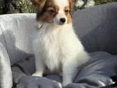 Papillon - nuotraukos Nr. 8