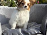 Papillon - nuotraukos Nr. 9