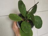 Hoya Obovata - nuotraukos Nr. 2