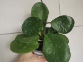 Hoya Obovata - nuotraukos Nr. 3
