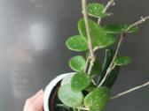 Hoya Mathilde - nuotraukos Nr. 2