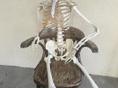 Medicininiai griauciai skeletas naturalus dydis - nuotraukos Nr. 7