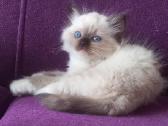 Beautiful Ragdoll kittens with pedigrees - nuotraukos Nr. 2