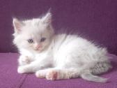 Beautiful Ragdoll kittens with pedigrees - nuotraukos Nr. 3