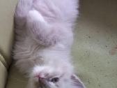 Beautiful Ragdoll kittens with pedigrees - nuotraukos Nr. 4