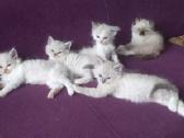 Beautiful Ragdoll kittens with pedigrees - nuotraukos Nr. 5