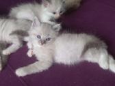 Beautiful Ragdoll kittens with pedigrees - nuotraukos Nr. 6