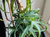 Parduodamas didelis Alijošius - nuotraukos Nr. 2