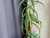 Parduodamas didelis Alijošius - nuotraukos Nr. 3
