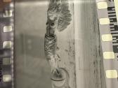 Leica M3 DS ( R. Dichavičiaus ) - nuotraukos Nr. 4