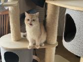 Golden Britukai iš Amber Villard Cattery - nuotraukos Nr. 4