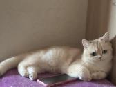 Golden Britukai iš Amber Villard Cattery - nuotraukos Nr. 5