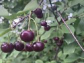 Sodas Janališkių k. SB "Linas" 12a. - nuotraukos Nr. 11