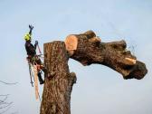 Arboristų paslaugos, medžių pjovimas, genėjimas - nuotraukos Nr. 4