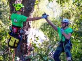 Arboristų paslaugos, medžių pjovimas, genėjimas - nuotraukos Nr. 13