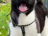 Amerikiečiu Akita šuniukai - nuotraukos Nr. 7