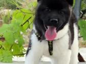 Amerikiečiu Akita šuniukai - nuotraukos Nr. 8