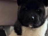 Amerikiečiu Akita šuniukai - nuotraukos Nr. 5