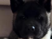 Amerikiečiu Akita šuniukai - nuotraukos Nr. 6