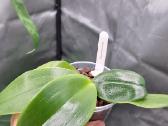 Phalaenopsis bellina, violacea - nuotraukos Nr. 2