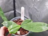 Phalaenopsis bellina, violacea - nuotraukos Nr. 3