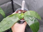 Phalaenopsis bellina, violacea - nuotraukos Nr. 4