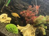 400l akvariumas - nuotraukos Nr. 4