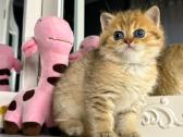 British shorthair - nuotraukos Nr. 2
