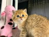 British shorthair - nuotraukos Nr. 3