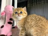 British shorthair - nuotraukos Nr. 4