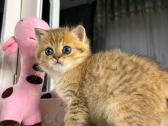 British shorthair - nuotraukos Nr. 5