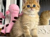 British shorthair - nuotraukos Nr. 6
