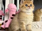 British shorthair - nuotraukos Nr. 7